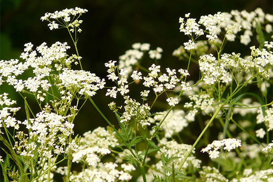 In_der_Fastenzeit__den_Kerbel_wiederentdecken.-pixabay_kerbel