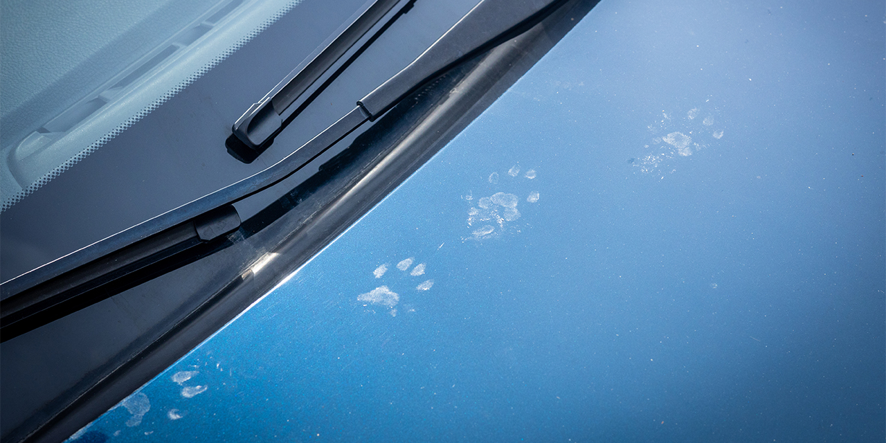 Nützliche Tipps zur Marderabwehr